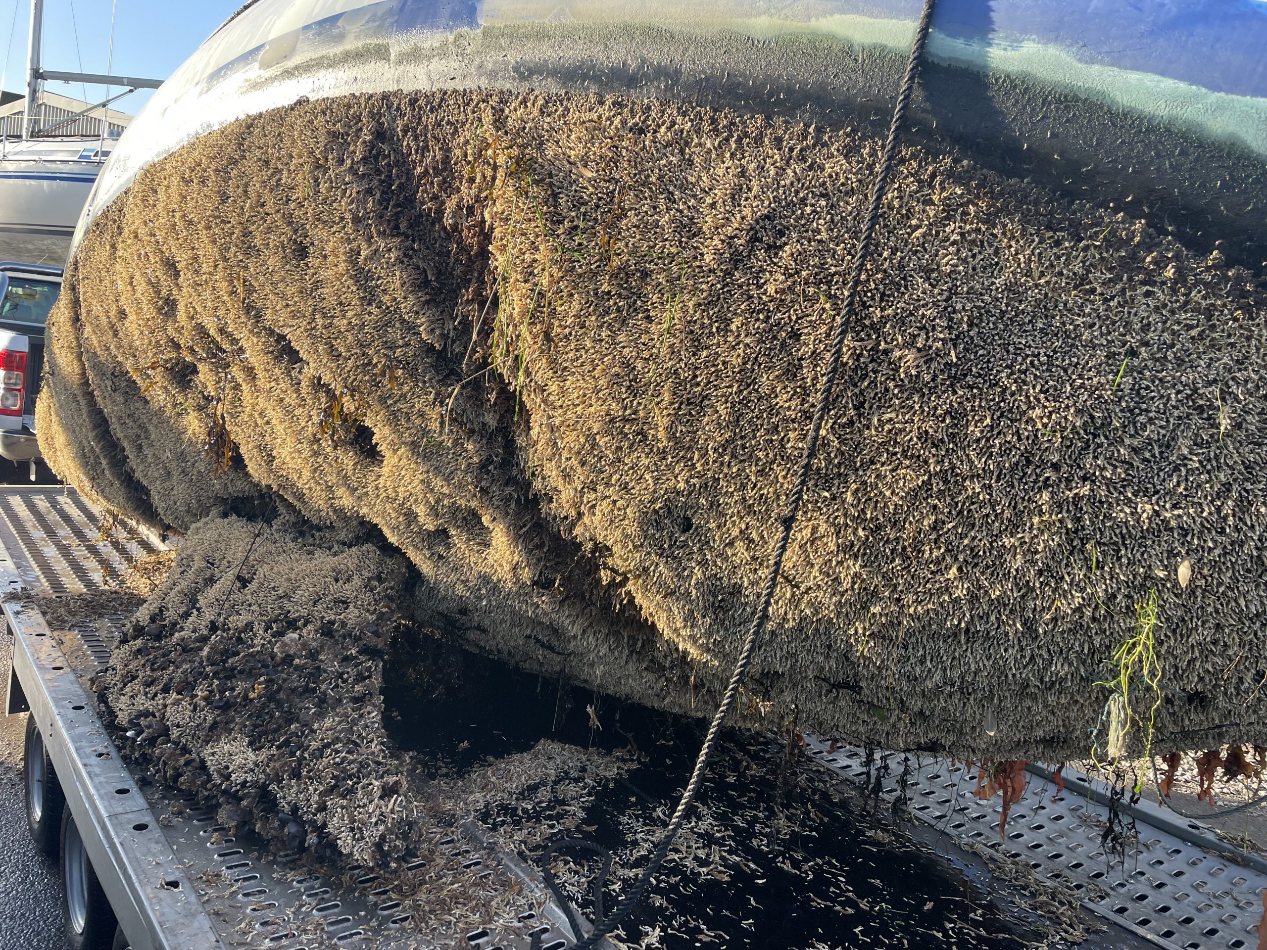 Neglected Boat Thick With Coral-like Tube Worm
